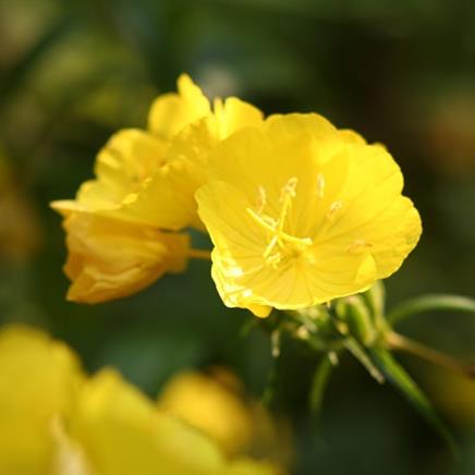 Natural active Evening Primrose